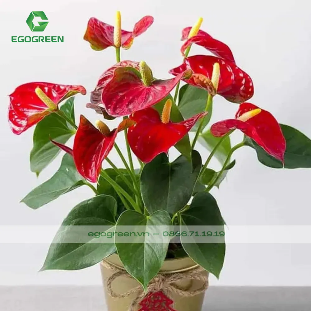 Cây hồng môn hợp mệnh Hỏa.